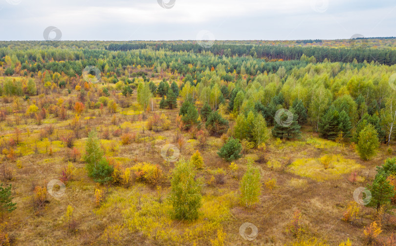 Скачать Аэрофотосъемка с квадрокоптера осеннего красочного леса, разноцветных ярких шапок деревьев с высоты птичьего полета фотосток Ozero