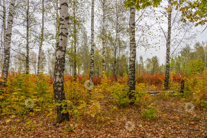 Скачать Осенний пейзаж, лес в ярком убранстве фотосток Ozero