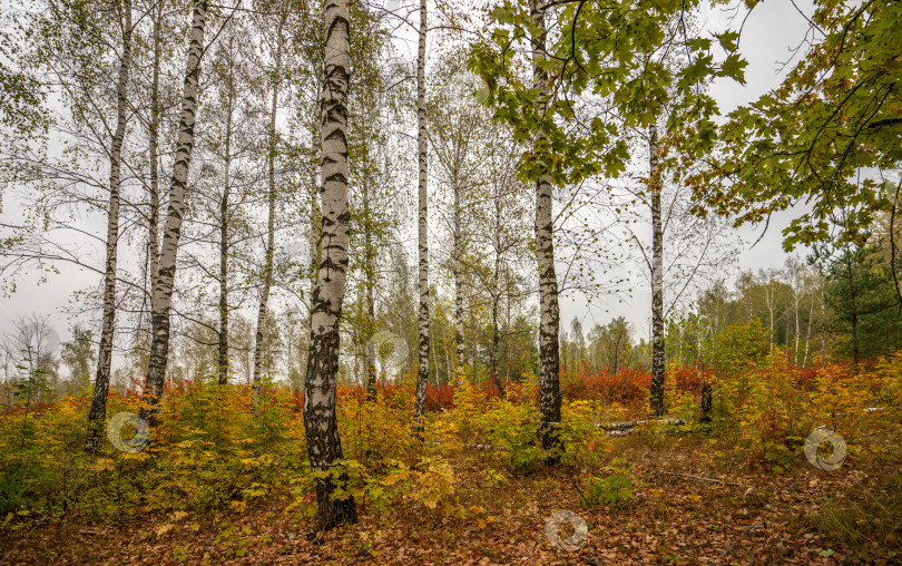 Скачать Осенний пейзаж, лес в ярком убранстве фотосток Ozero