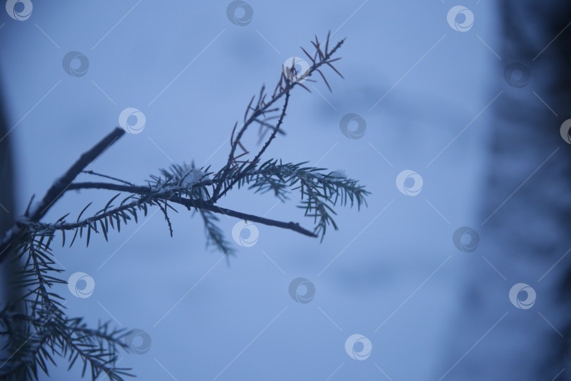 Скачать Зимний пейзаж леса фотосток Ozero