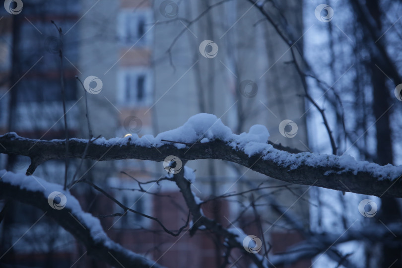 Скачать Зимний пейзаж леса и веткой в снегу крупным планом фотосток Ozero
