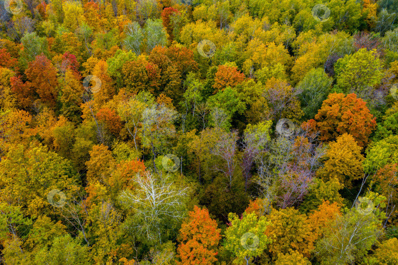 Скачать Аэрофотосъемка с квадрокоптера осеннего красочного леса, разноцветных ярких шапок деревьев с высоты птичьего полета фотосток Ozero