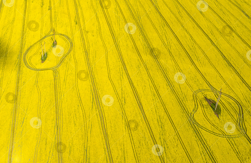 Скачать геометрические фигуры и узоры от сельскохозяйственной техники и линий электропередач на поле цветущего рапса, вид сверху с квадрокоптера фотосток Ozero