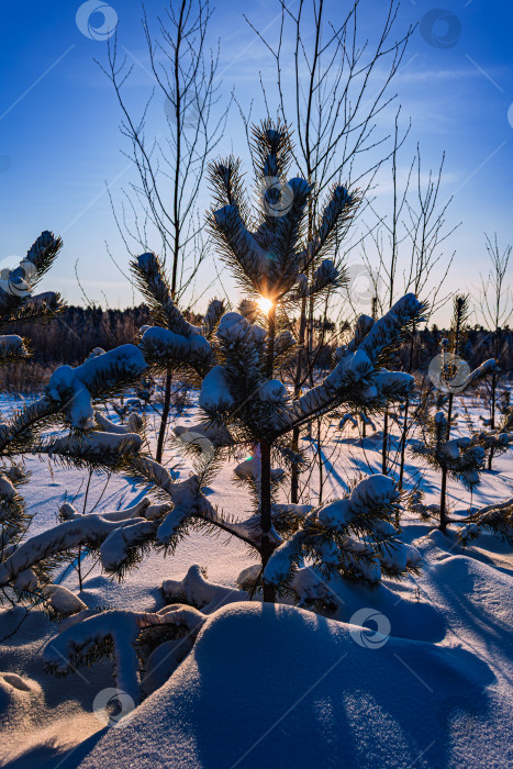 Скачать Зимний пейзаж фотосток Ozero