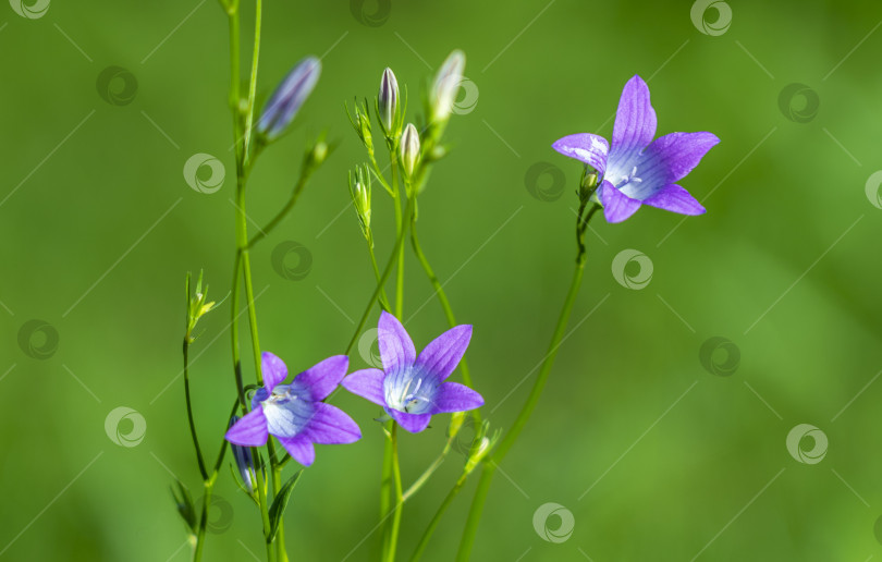 Скачать полевой цветок в виде фиолетового колокольчика на размытом зеленом фоне фотосток Ozero