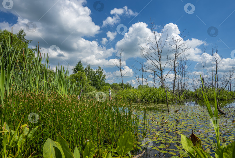 Скачать лето, пруд, заросший зеленью, и сухие деревья в центре пруда на фоне голубого неба фотосток Ozero