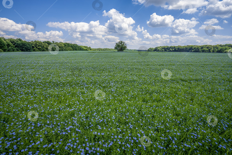 Скачать одинокое дерево стоит посреди поля льна, цветущего голубыми цветами на фоне голубого летнего неба фотосток Ozero