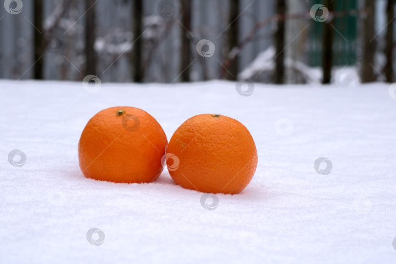 Скачать Два апельсина на снегу. фотосток Ozero