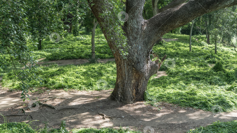 Скачать Тропический городской парк. Старые раскидистые деревья, грязные пешеходные дорожки, зеленая трава на газонах. фотосток Ozero
