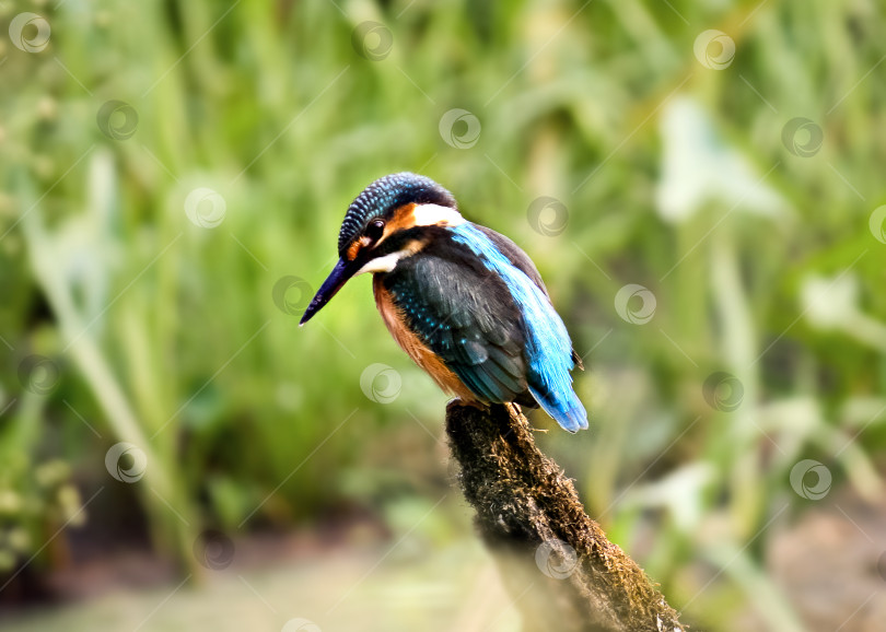 Скачать зимородок обыкновенный фотосток Ozero