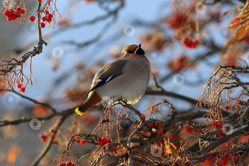Скачать свиристель на ветке фотосток Ozero