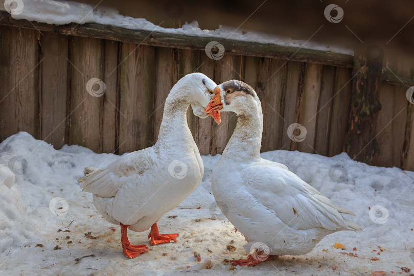 Скачать гусиная любовь фотосток Ozero