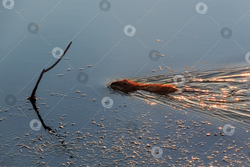 Скачать выдра фотосток Ozero