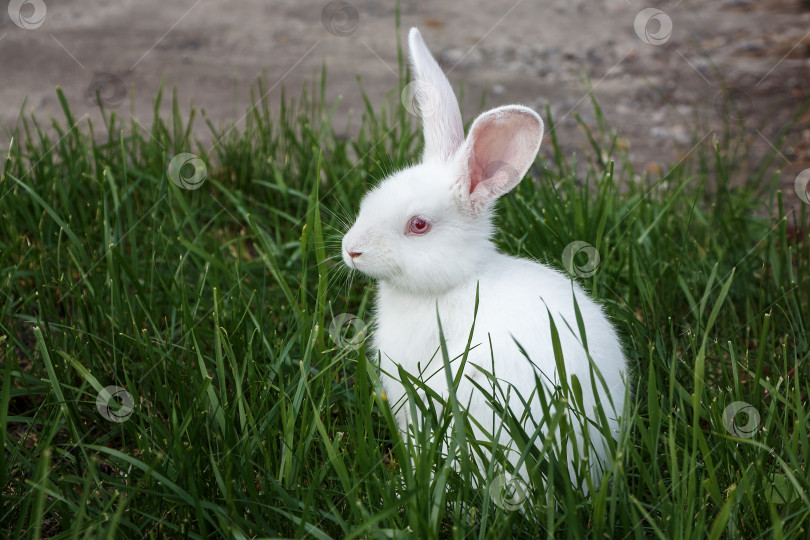 Скачать белый кролик фотосток Ozero