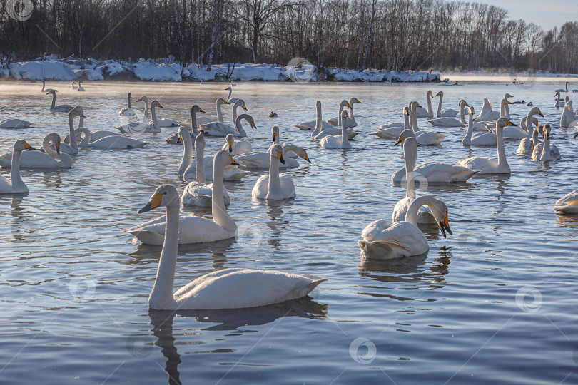 Скачать зимовка лебедей фотосток Ozero