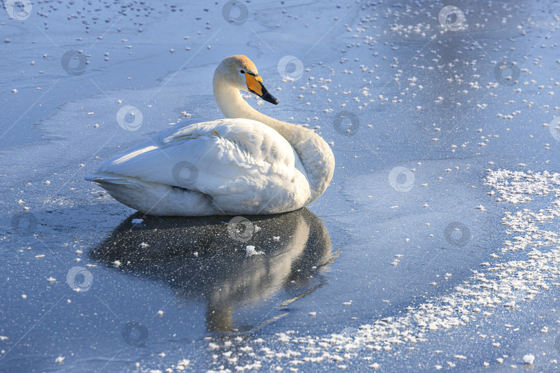 Скачать лебедь на льду зимой фотосток Ozero