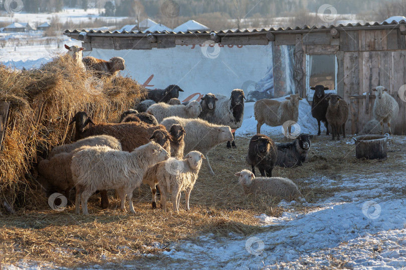 Скачать на усадьбе фермера фотосток Ozero