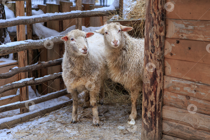 Скачать домашние овцы фотосток Ozero