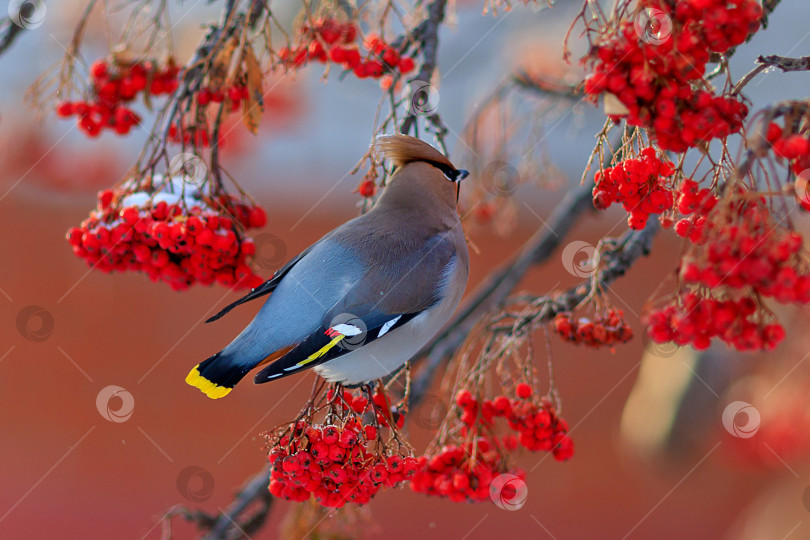 Скачать свиристель на рябине фотосток Ozero