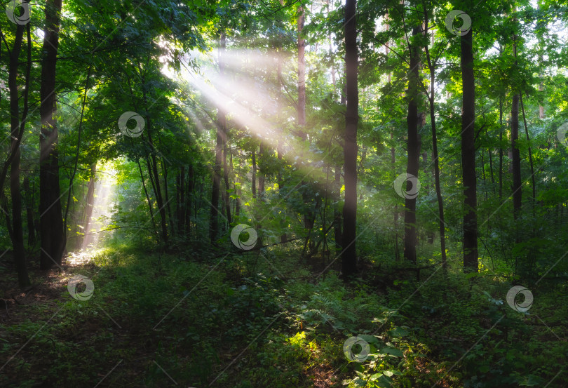 Скачать Раннее утро в весеннем лесу, утреннее солнце пробивается сквозь легкий туман фотосток Ozero