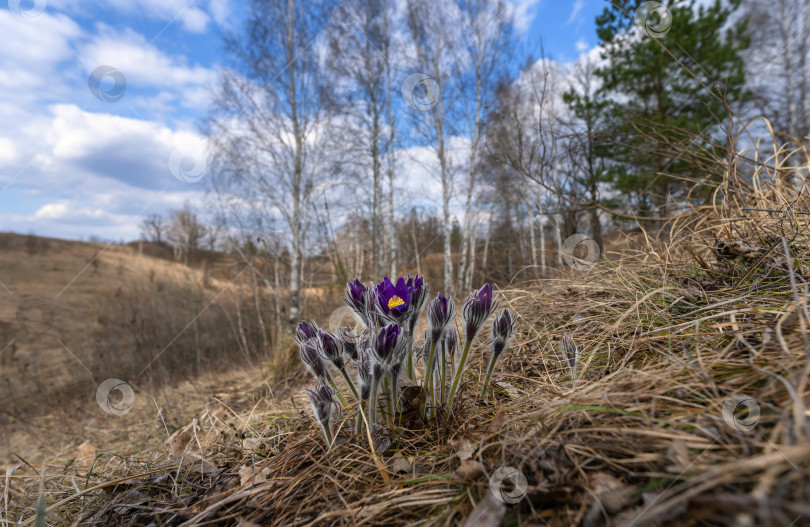 Скачать Цветение Pulsatilla patens, занесенной в Красную книгу, на фоне пробуждающейся ранней весной природы фотосток Ozero