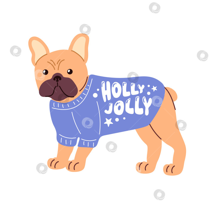 Скачать Веселый французский бульдог в ярком уродливом рождественском свитере, украшенном остролистом, праздничный и игривый, идеально подходит для праздничной векторной иллюстрации фотосток Ozero