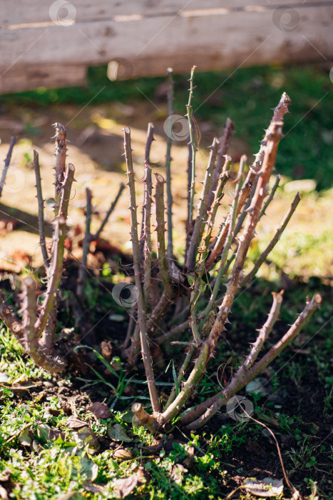 Скачать Подстриженный розовый куст. Крупный план части тернового куста.Обрезка растений. фотосток Ozero