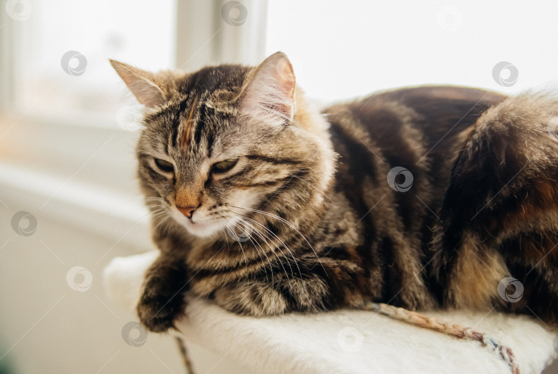 Скачать Полосатый пушистик отдыхает на уютном диванчике. Домашнее животное. фотосток Ozero