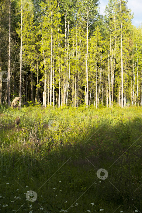 Скачать Залитая солнцем опушка леса с лугом белых маргариток в тени фотосток Ozero
