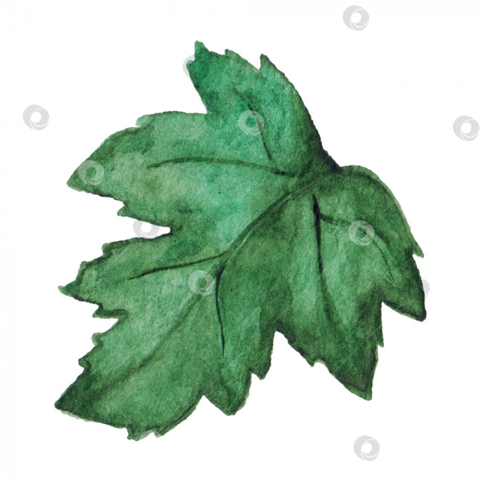 Скачать Акварельно-зеленый лист хризантемы, изолированный клип-арт фотосток Ozero