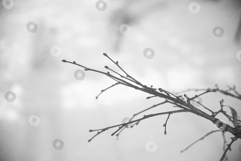 Скачать Ветка на дереве крупным планом фотосток Ozero