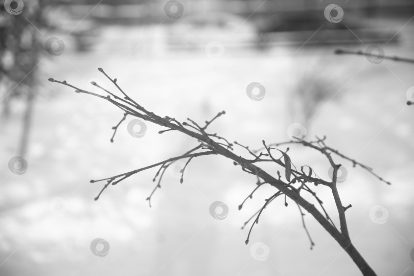 Скачать Ветка на дереве крупным планом фотосток Ozero