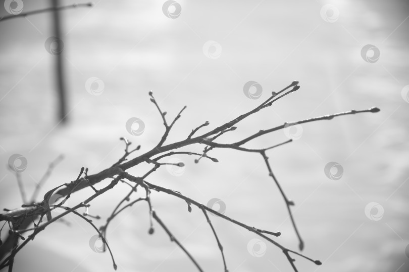 Скачать Ветка на дереве крупным планом фотосток Ozero