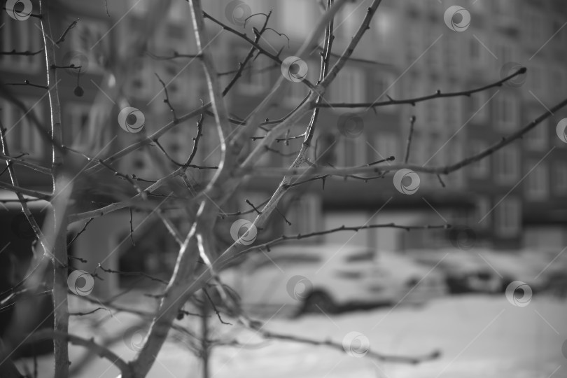 Скачать Ветка на дереве крупным планом фотосток Ozero