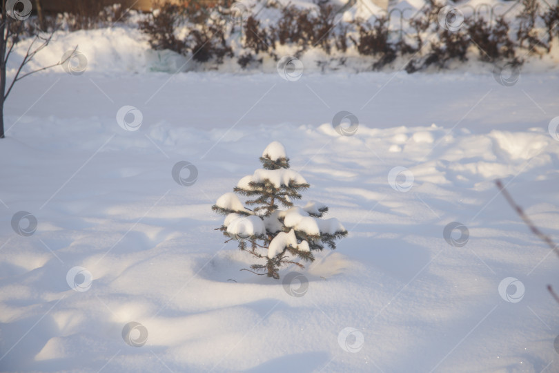 Скачать Ёлка в снегу зимой фотосток Ozero