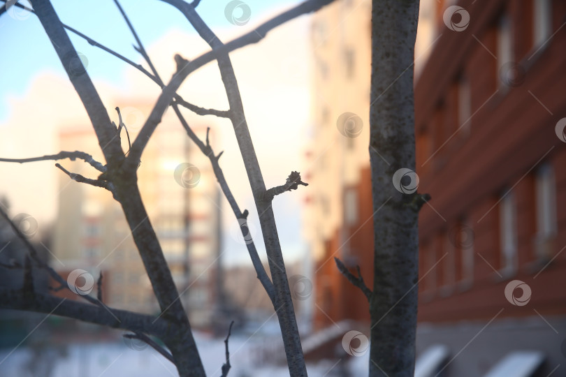 Скачать Ветка на дереве крупным планом зимой, природа, растения, ветка, прутик, веточка, листья, почки, почка на дереве, ботаника, биология, дерево, куст, кустарник, окружающая среда, климат, зима, мороз, холод, холодный сезон, холодный, время года, зимний, крупный план, макро, фотосток Ozero