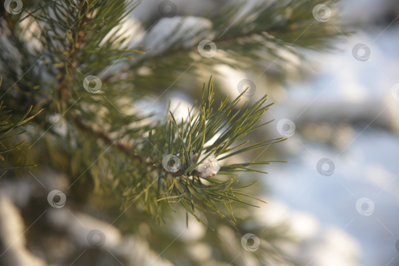 Скачать Снежный лес, деревья и куст в снегу фотосток Ozero