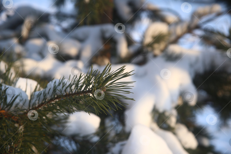 Скачать Снежный лес, деревья и куст ели фотосток Ozero