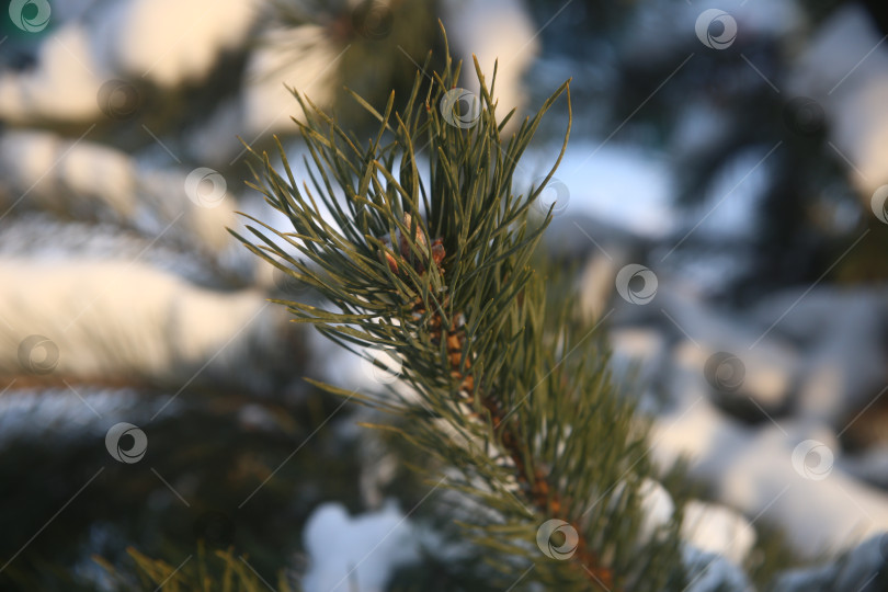 Скачать Снежный лес, деревья и куст фотосток Ozero