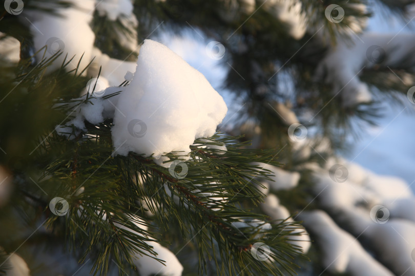 Скачать Снежный лес, деревья и кусты зимой фотосток Ozero