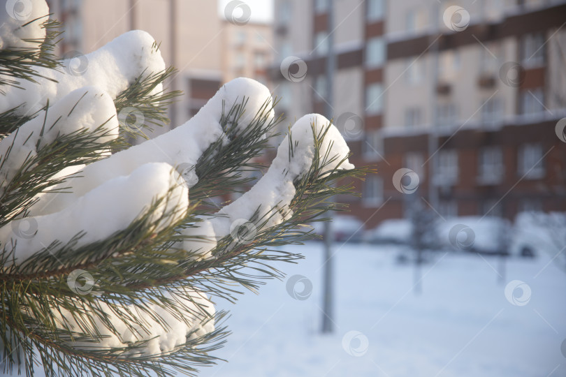 Скачать Ветка ели в снегу фотосток Ozero