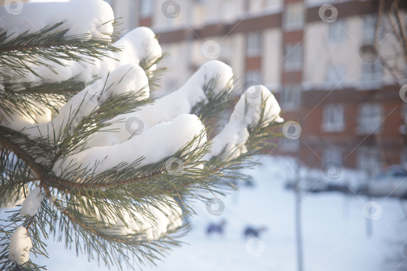 Скачать Ветка ели в снегу зимой фотосток Ozero