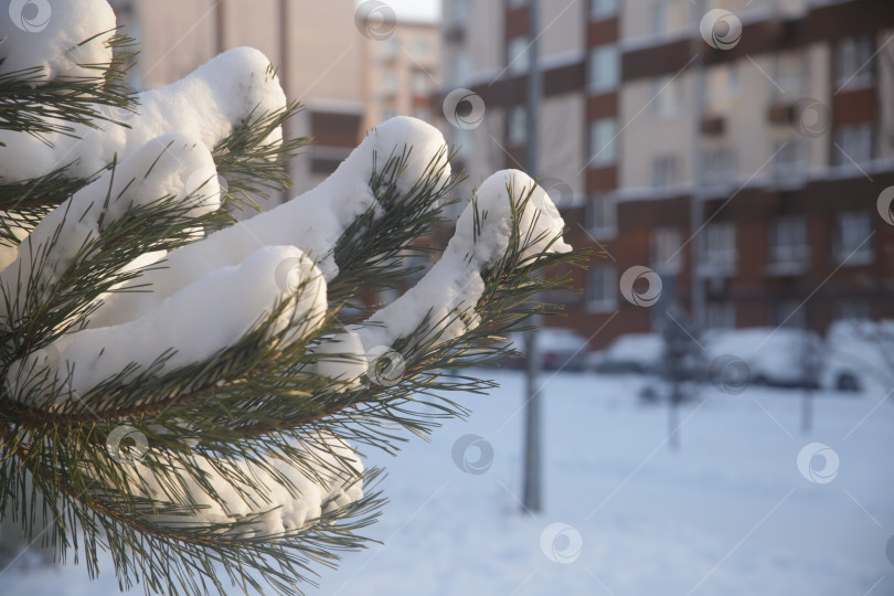 Скачать Ветка ели в снегу фотосток Ozero