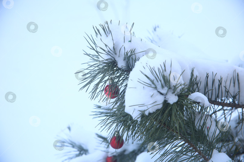 Скачать Ветка зеленой ели в снегу фотосток Ozero