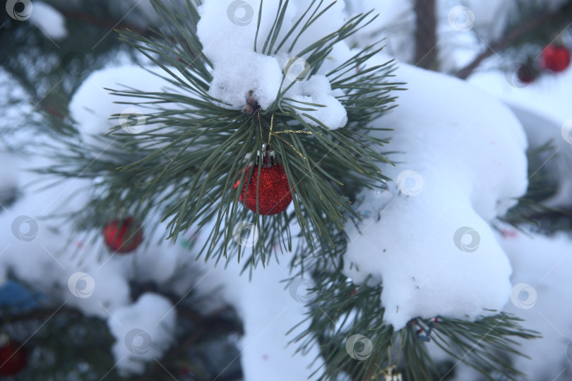 Скачать Ветка зеленой ели в снегу фотосток Ozero