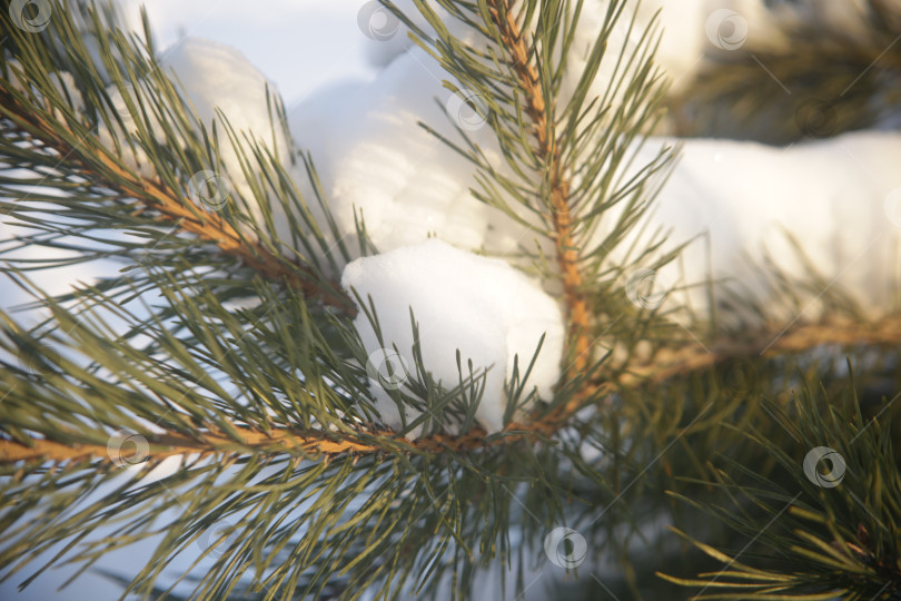 Скачать Ветка зеленой ели в снегу фотосток Ozero