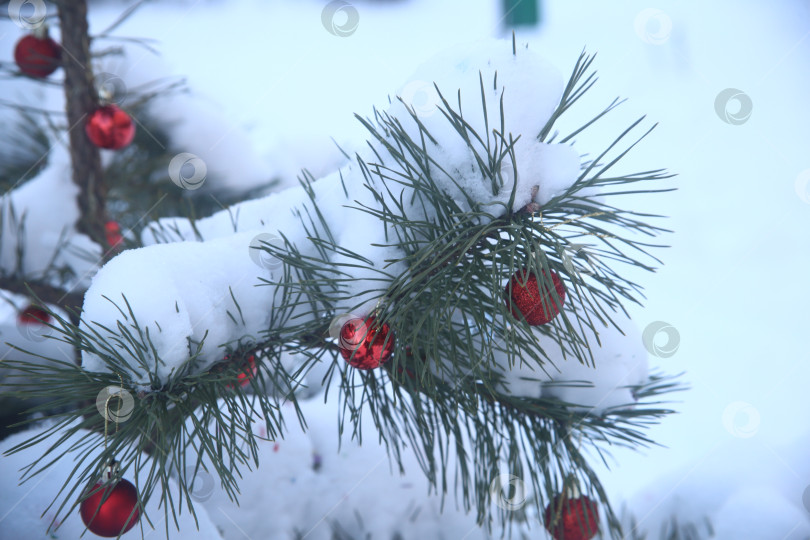 Скачать Ветка зеленой ели фотосток Ozero