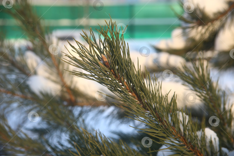 Скачать Ветка зеленой ели в снегу фотосток Ozero