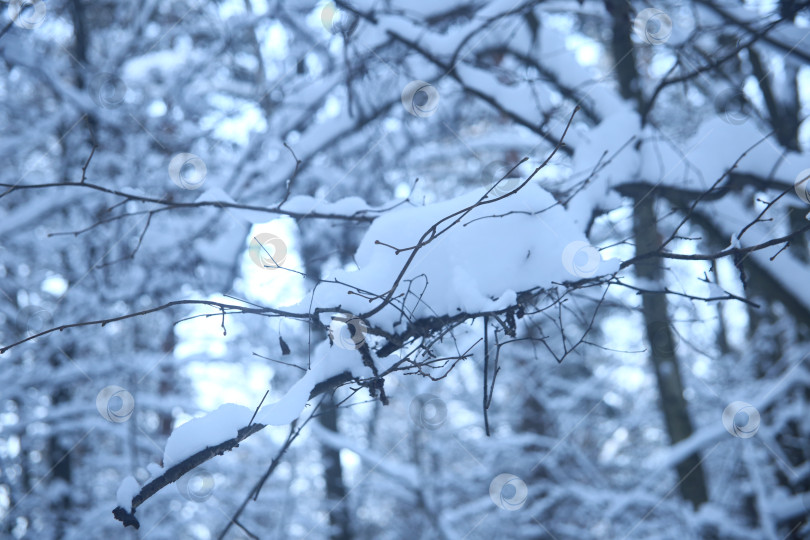 Скачать Ветка дерева в снегу в лесу фотосток Ozero
