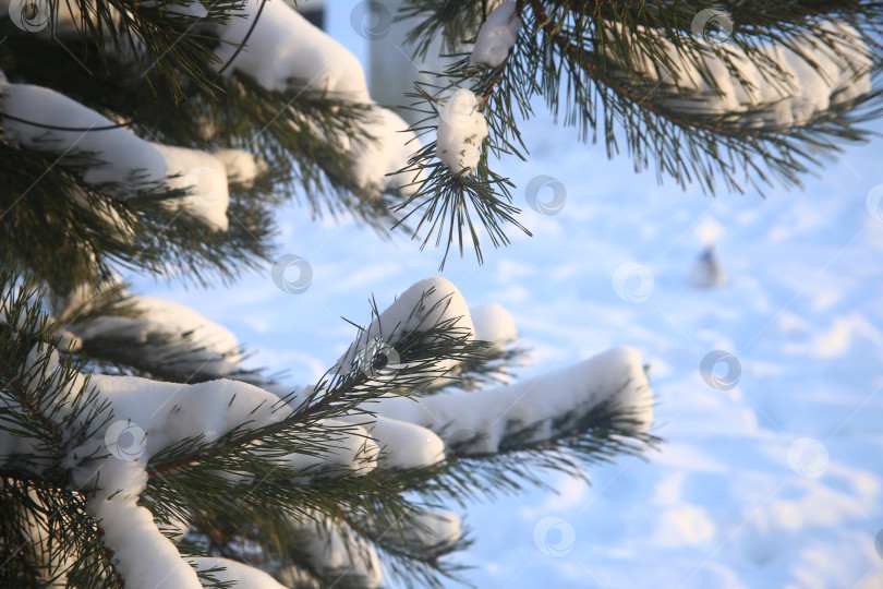 Скачать Ветка зеленой ели в снегу фотосток Ozero